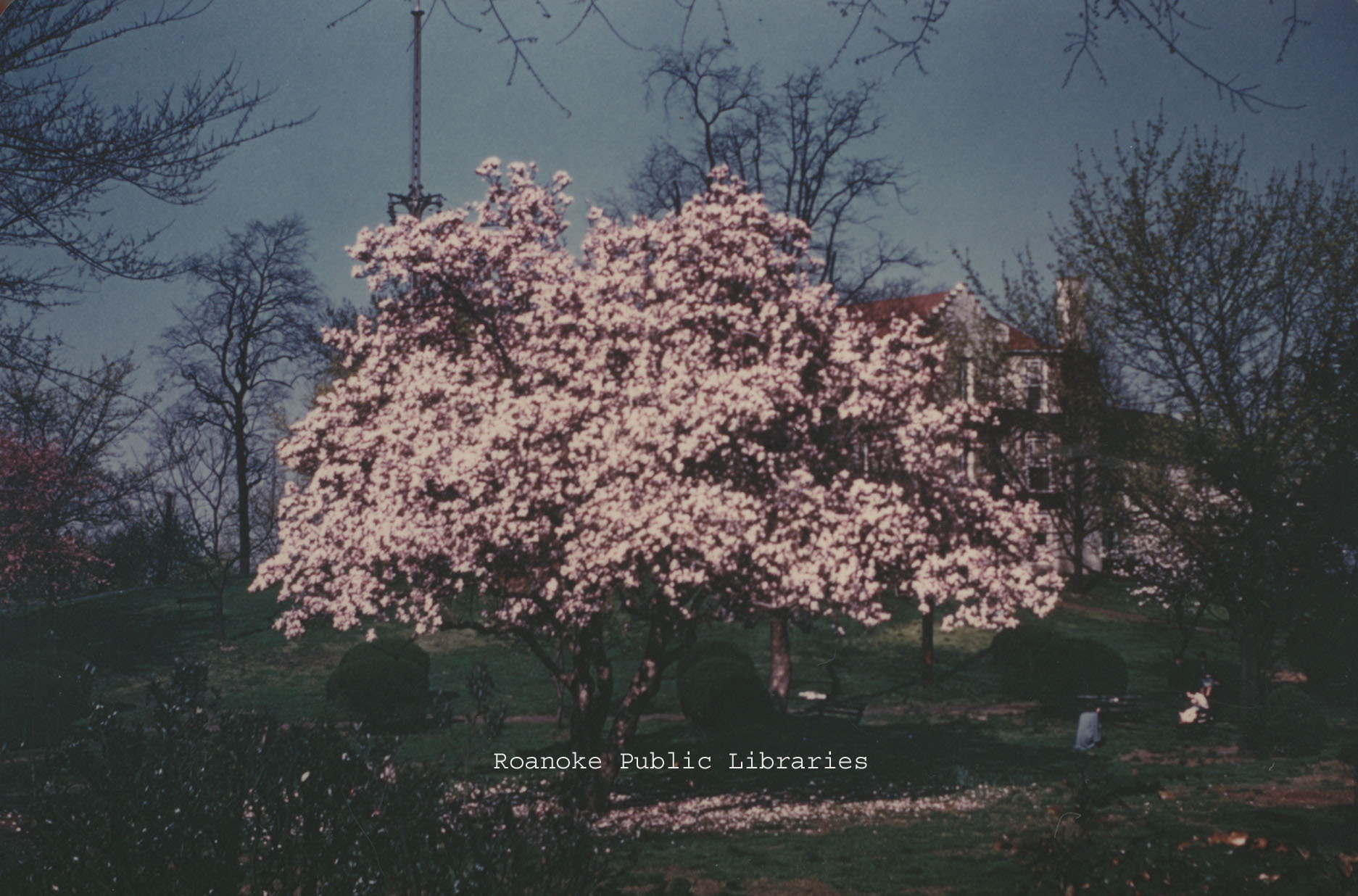 Davis 1.952 Japanese Magnolia.jpg