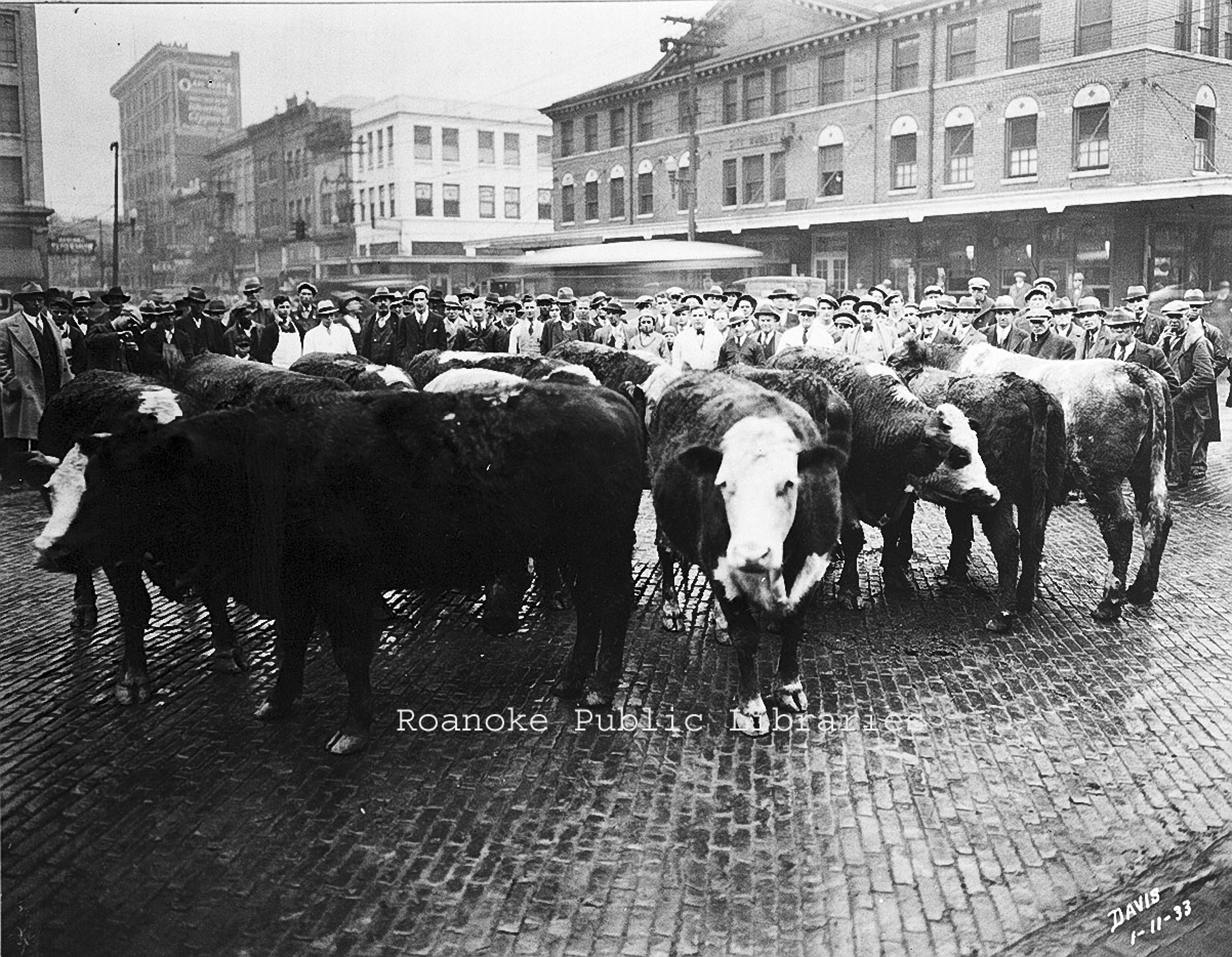 Davis 3.15 Cows on Market.jpg