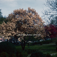 Scyphers11 Japanese Magnolia.jpg