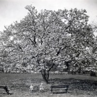 Davis 1.95 Japanese Magnolia