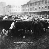 Davis 3.14 Cows on Market.jpg