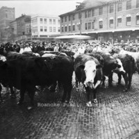 Davis2 3.15 Cows on Market