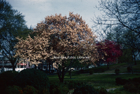 Scyphers11 Japanese Magnolia.jpg