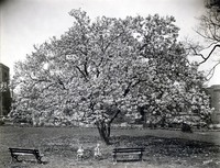 Davis 1.95 Japanese Magnolia.jpg