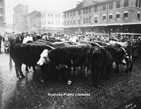 Davis 3.14 Cows on Market.jpg